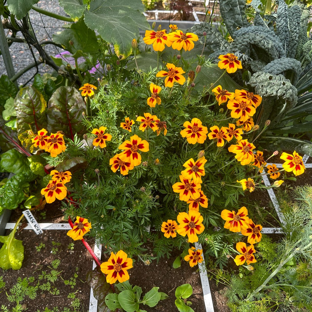 Afrikaantjes in een Makkelijke Moestuinbak
