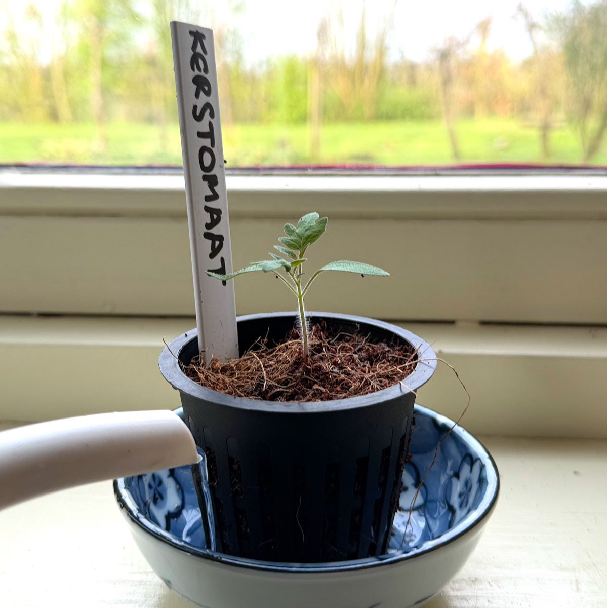 Two-week-old tomato seedling in a small pot