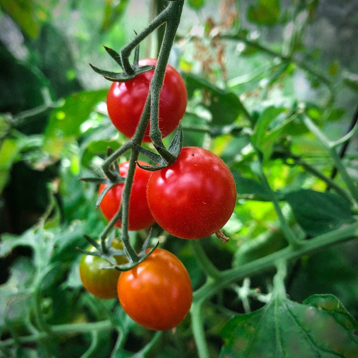 Ripe red cherry tomatoes ready to pick