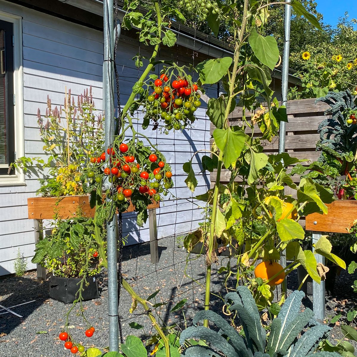 Tall tomato plant pruned near the end of summer