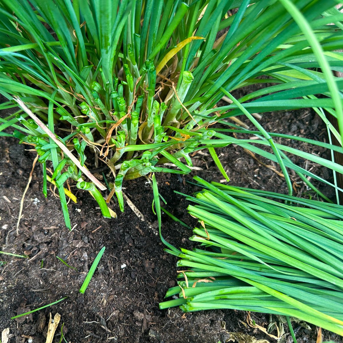 Chinese chives