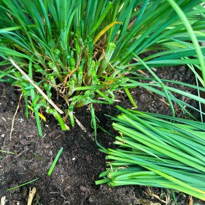 Chinese chives
