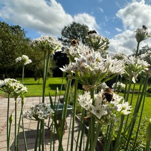 Chinese chives