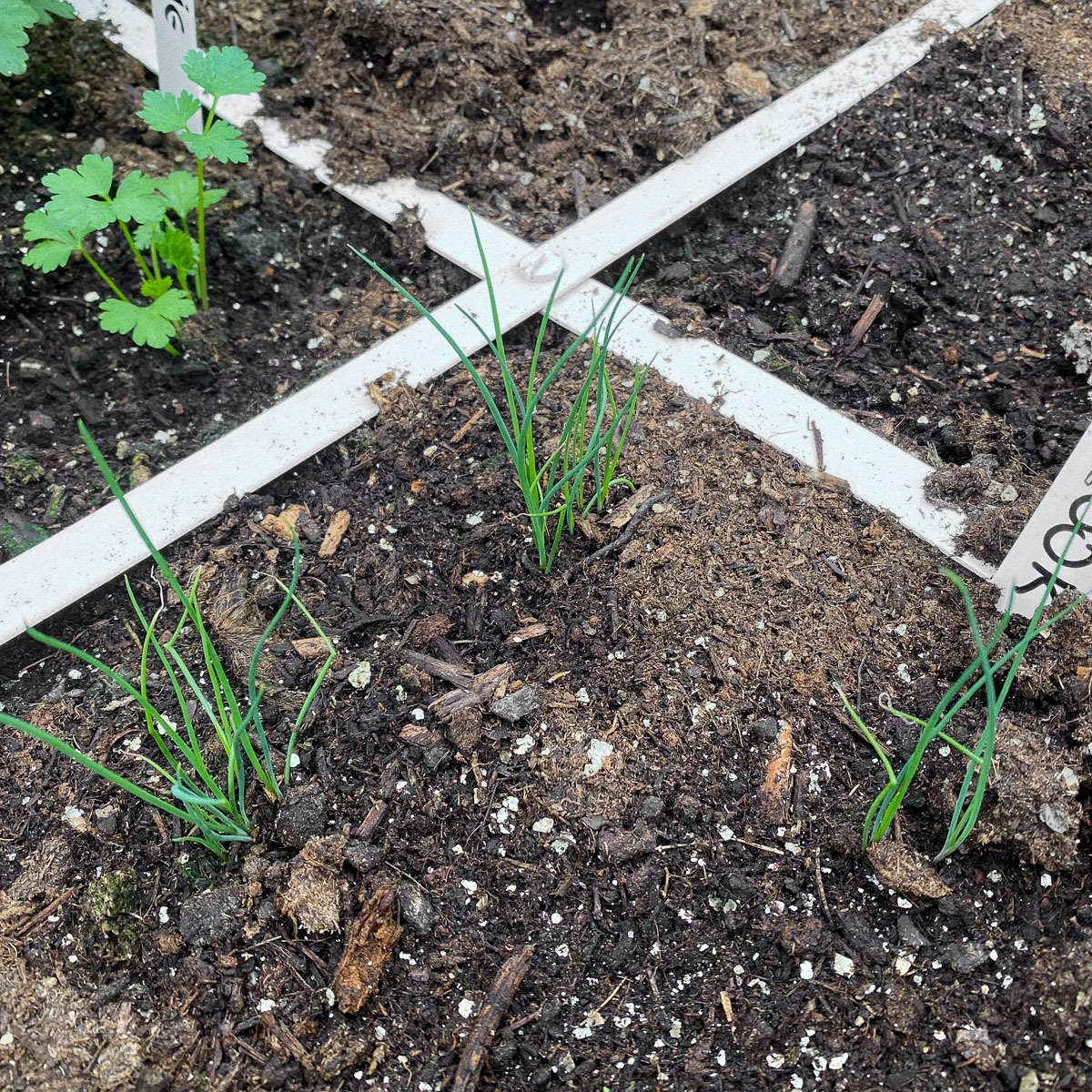 Chinese bieslook plantjes in de Makkelijke Moestuinbak