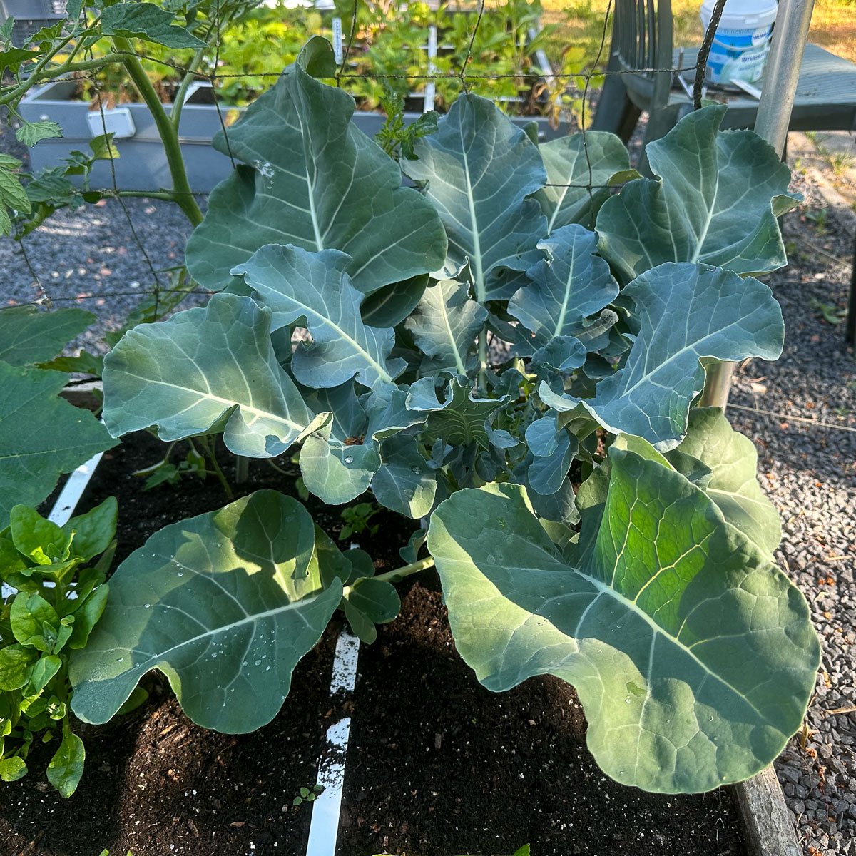 Baby broccoli plant