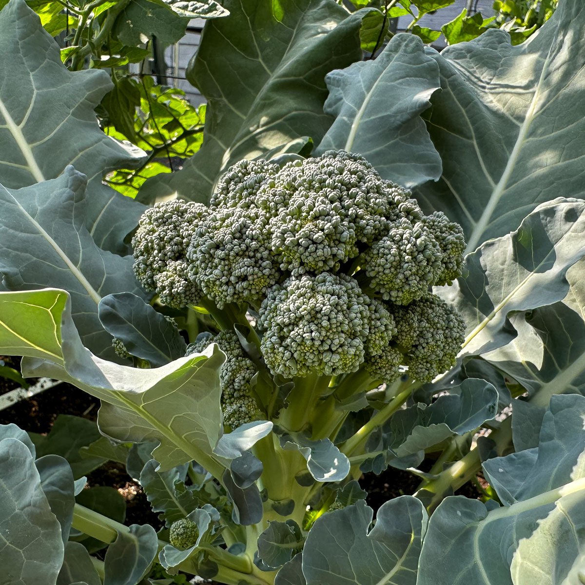 De eerste oogstbare stronk van de Baby broccoli