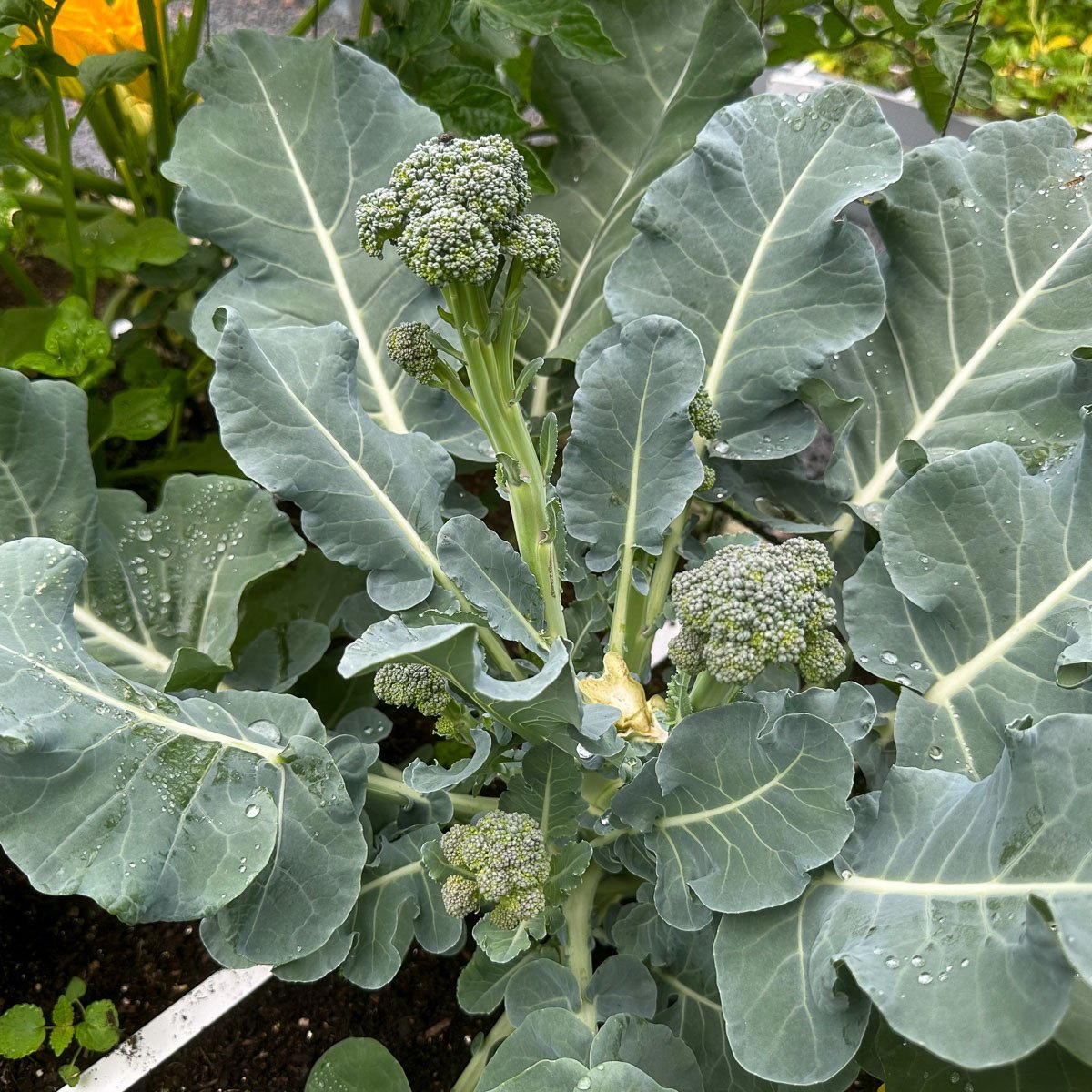 Oogstbare zijscheuten van de Baby broccoli