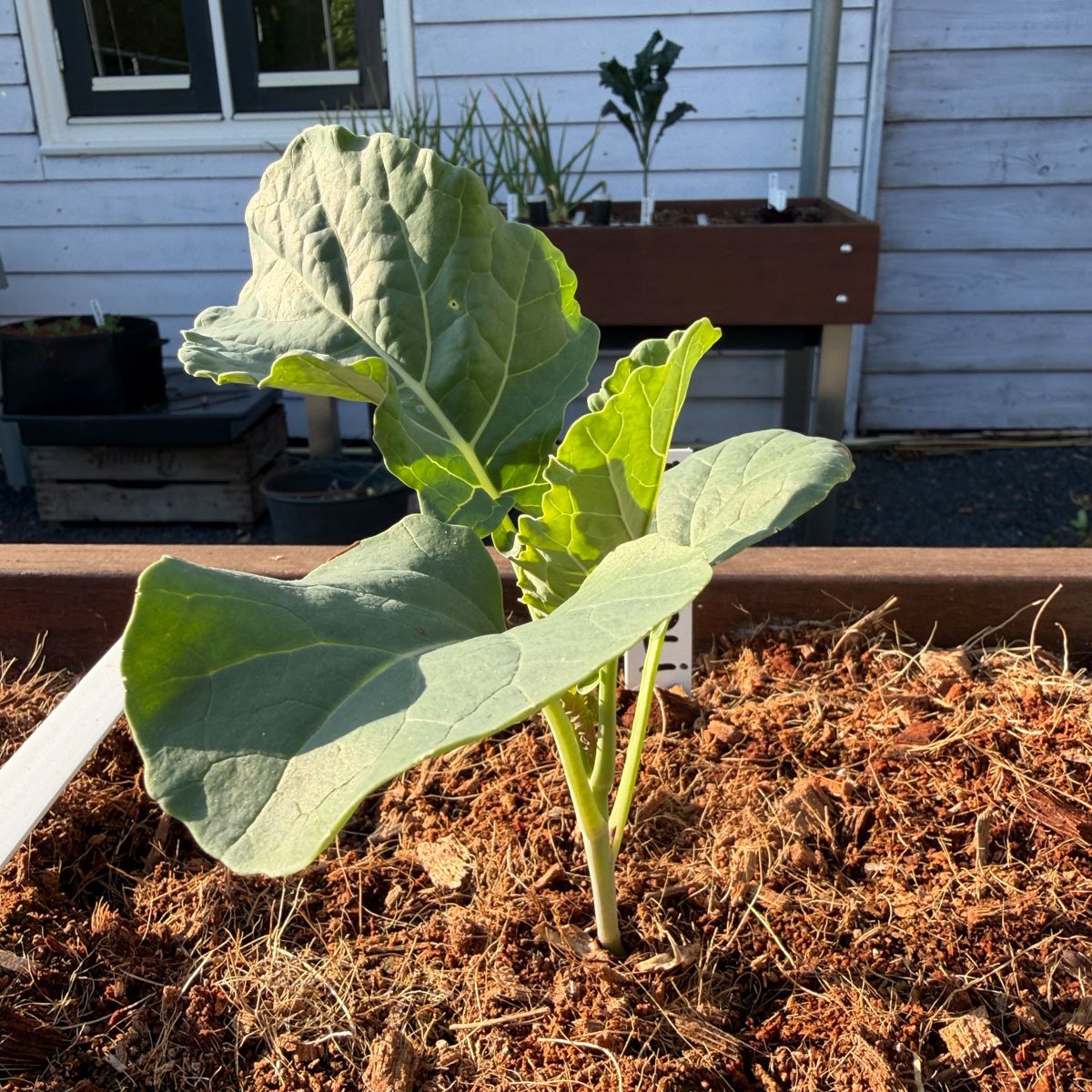 Broccoli-plantje in een vak met kokosmix