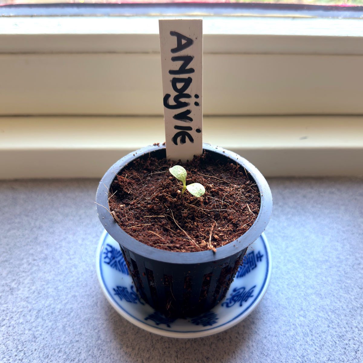 Newly emerged Summer endive seedling