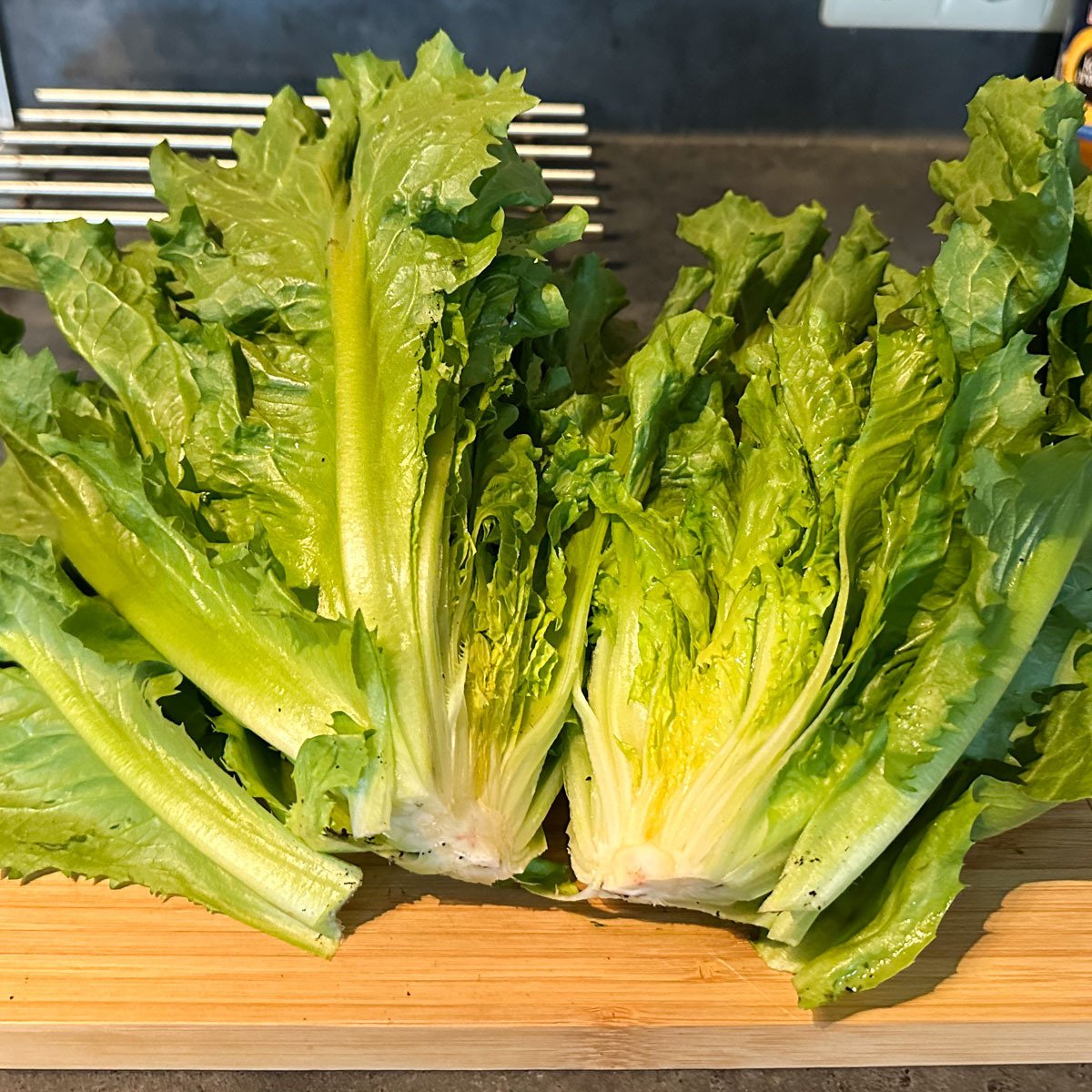 1 head of Makkelijke Moestuin Summer endive: more than enough for a generous meal.