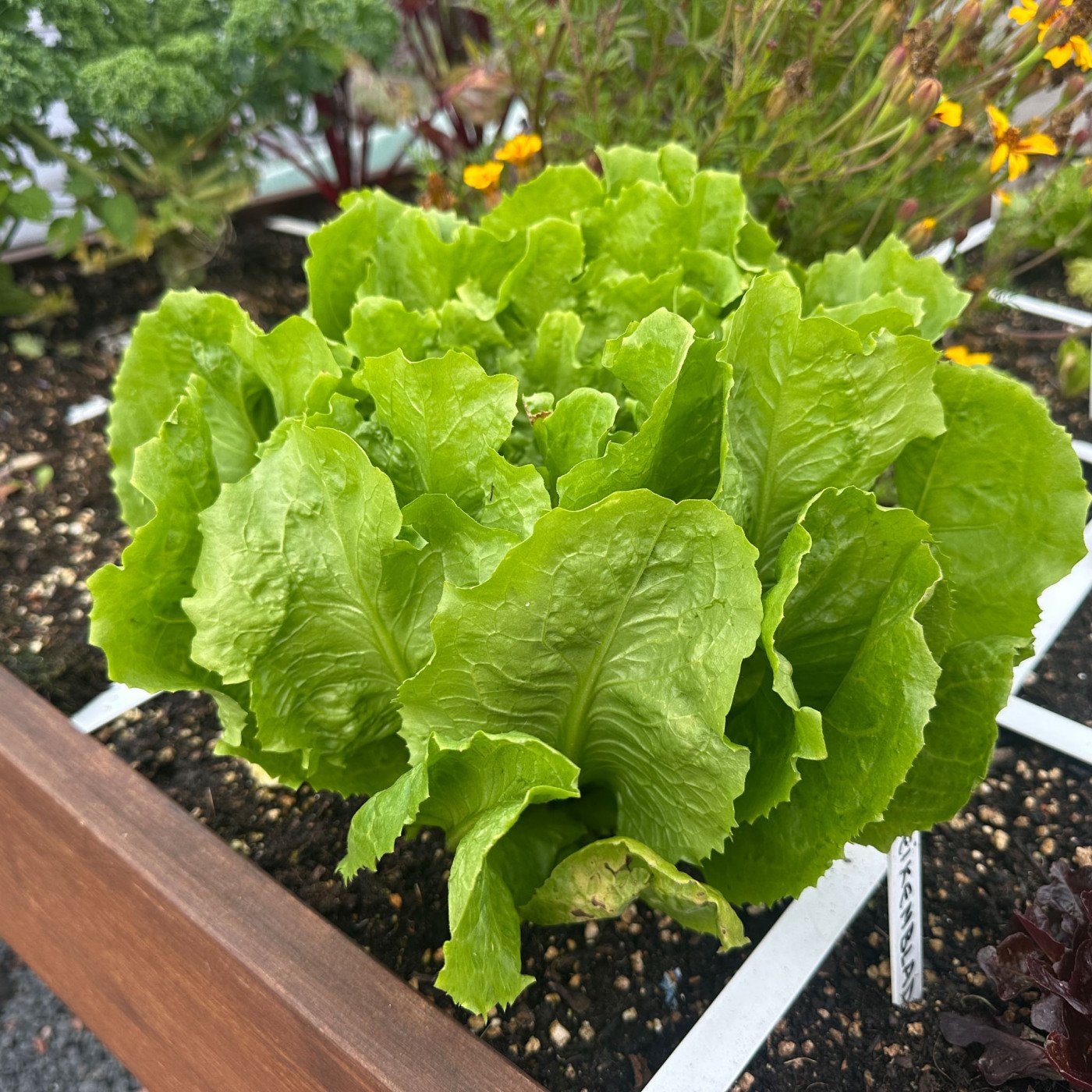 Summer endive in late autumn.