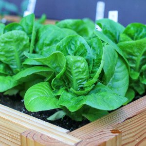 Cos lettuce