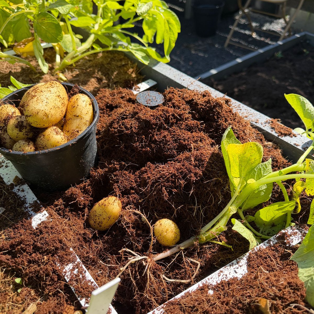 Vallen de aardappelplanten om en worden ze gelig? Dan kun je beginnen met oogsten!