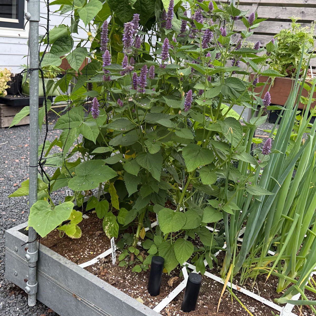 Deze dropplant zet de babypompoen erachter compleet in de schaduw.