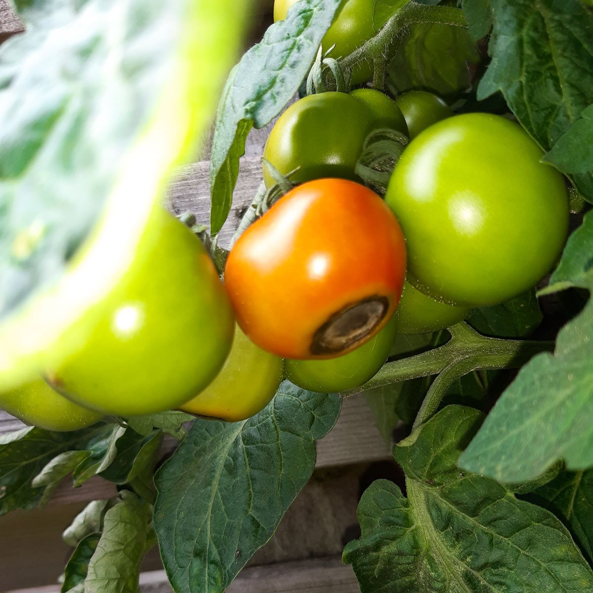Bruin-zwarte plekken op de tomaten door neusrot.