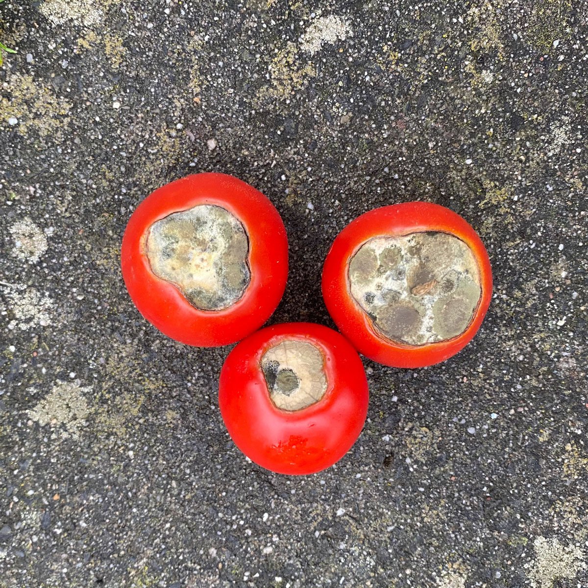Rottende tomaten na neusrot