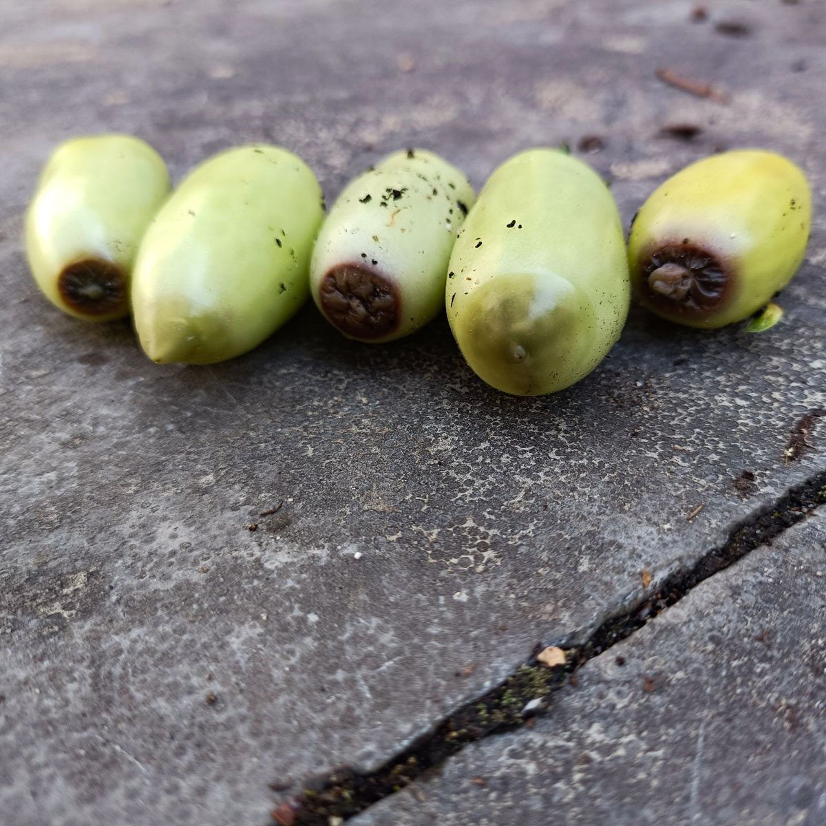 Neusrot bij jonge tomaatjes van de gele snacktomaat