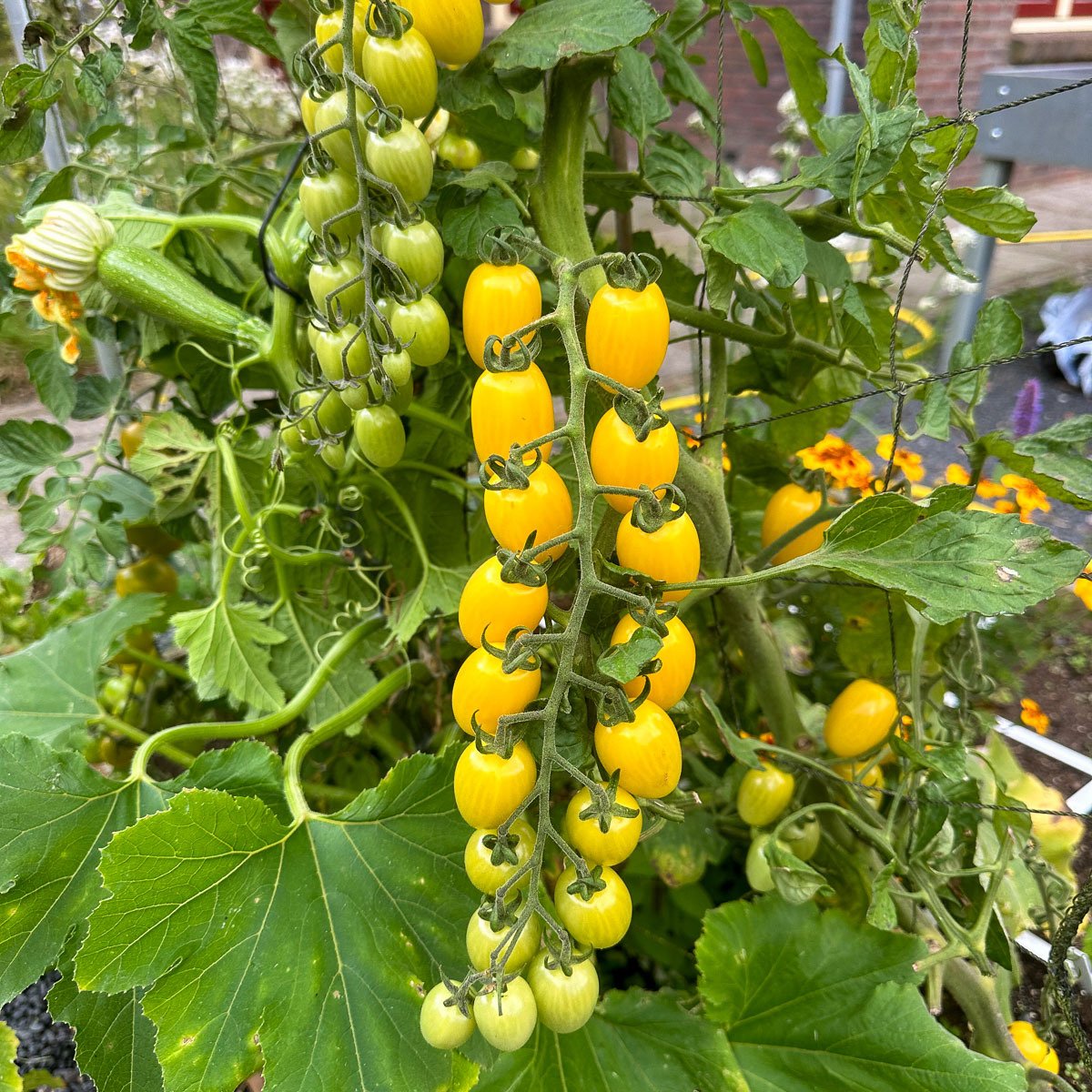 Gele snacktomaten aan het klimrek
