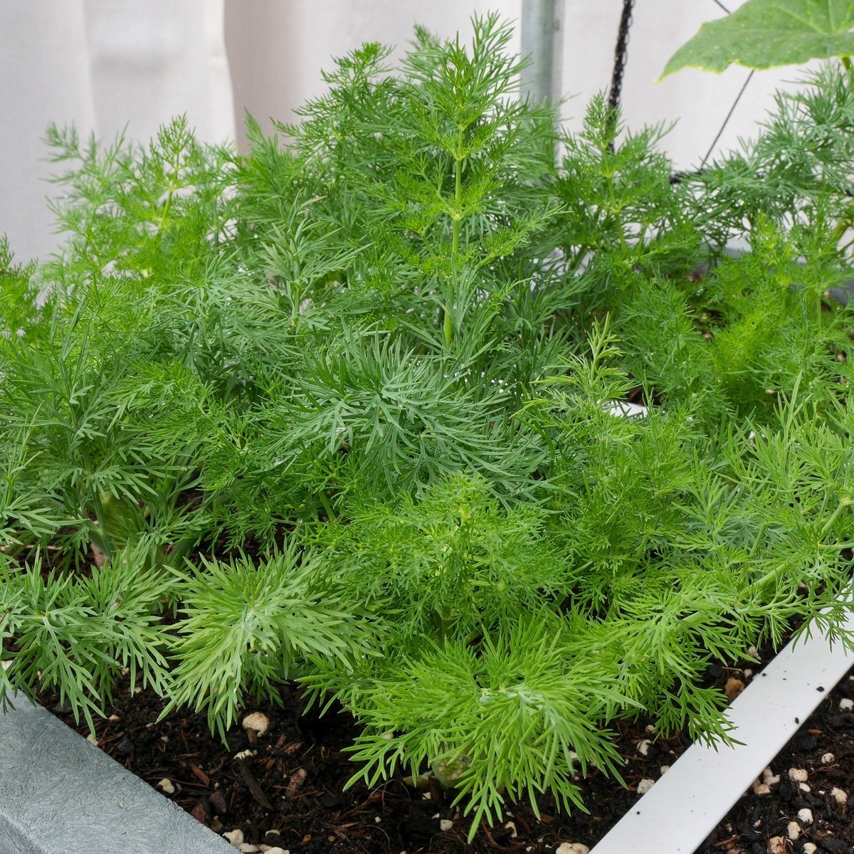 Compacte dille met fijn aromatisch blad