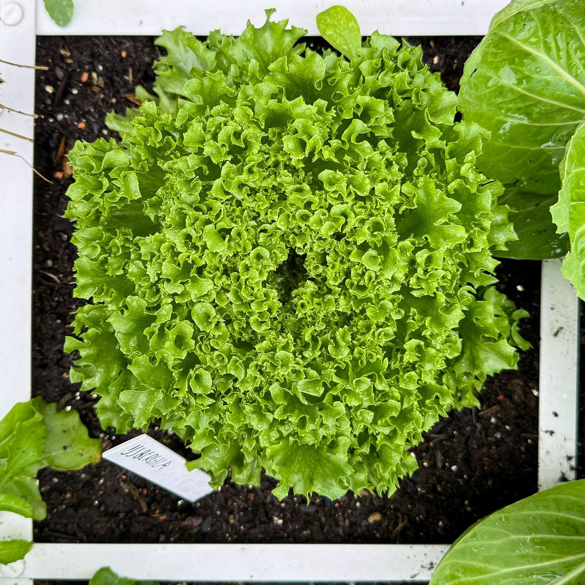 Crystal lettuce grows extremely well on Makkelijke Moestuin mix