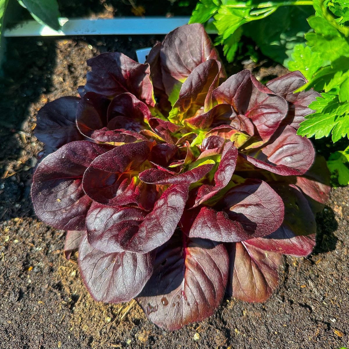 Krop Makkelijke Moestuin rode Botersla: groot genoeg om van te oogsten