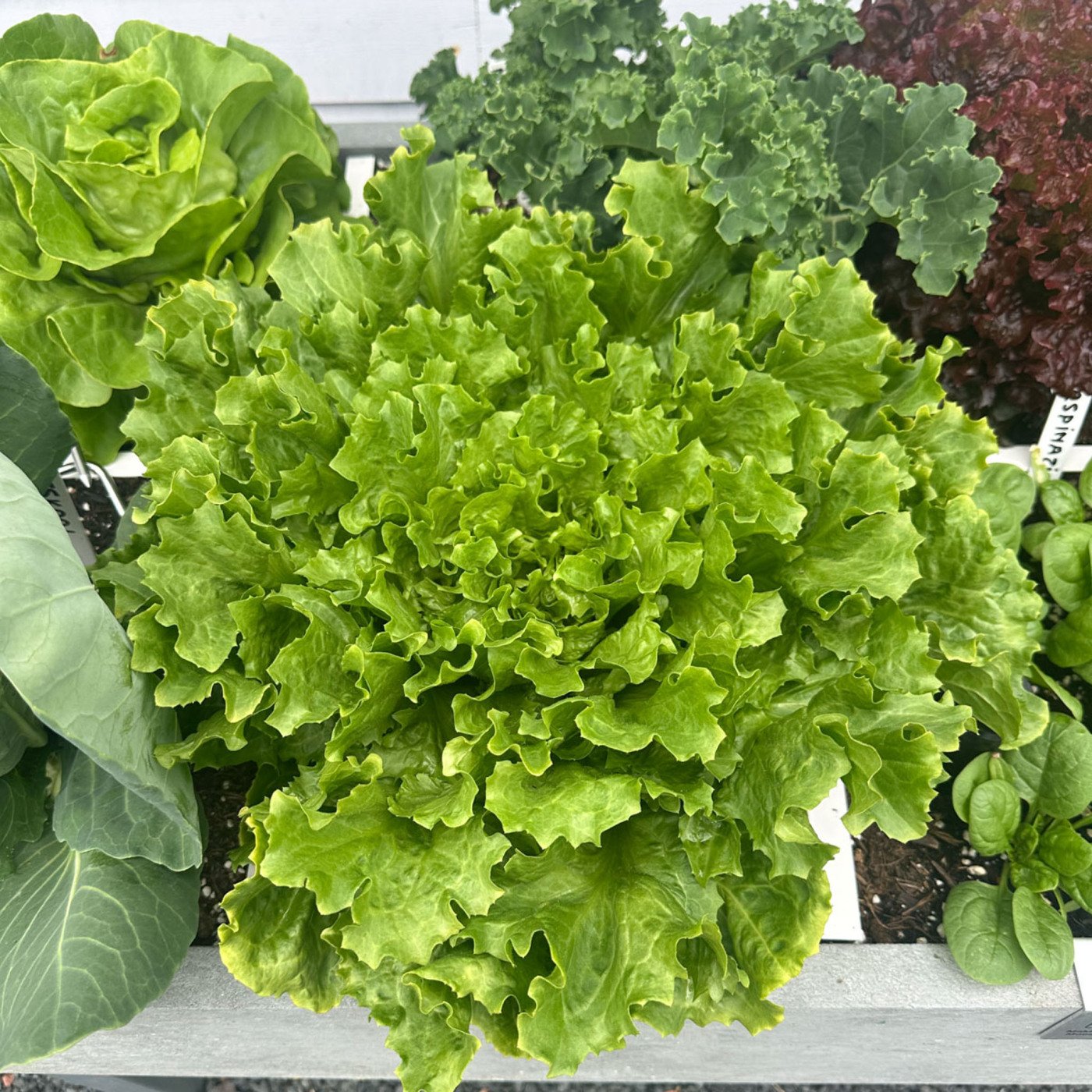 Zomer-andijvie in de Makkelijke Moestuin