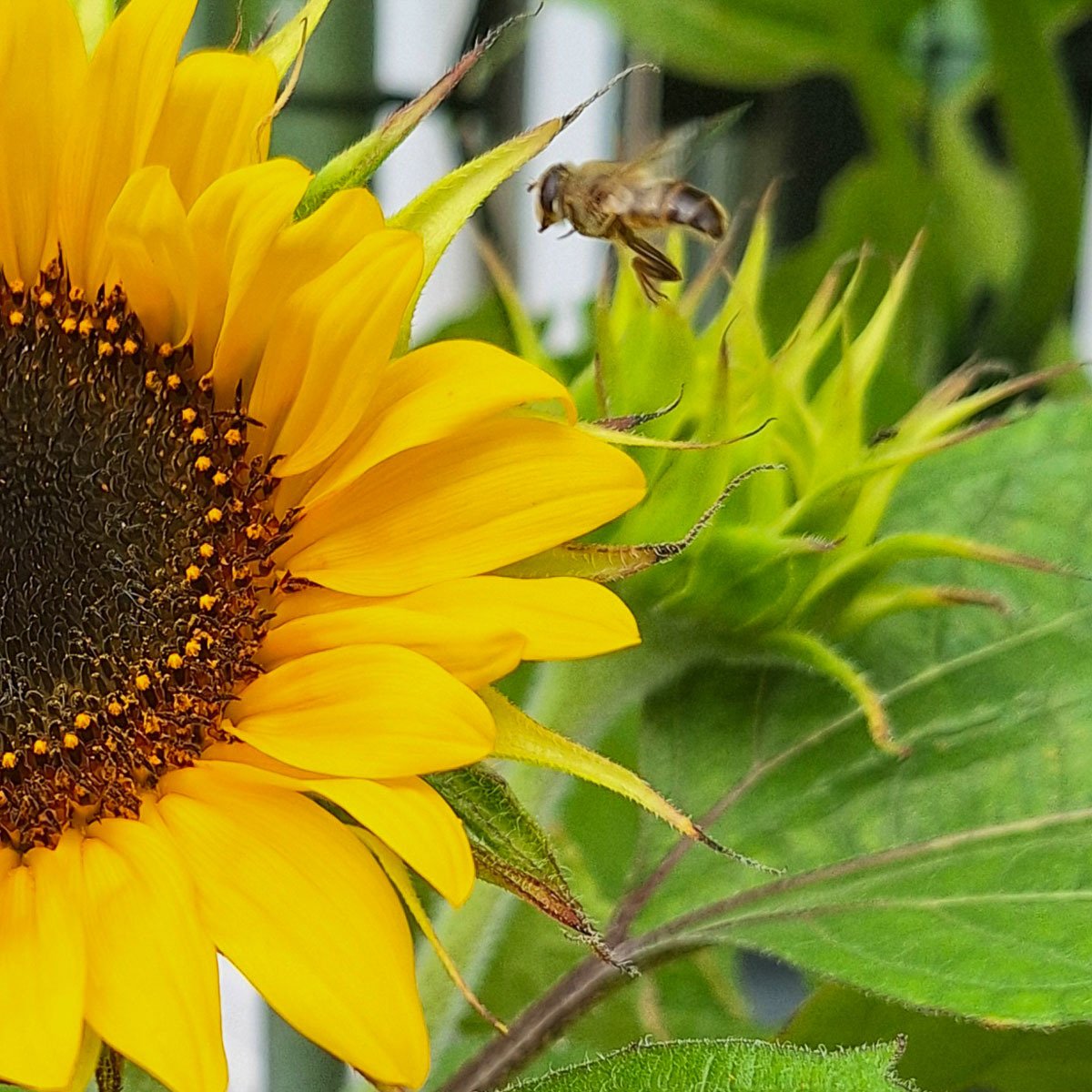 Bijen zijn gek op zonnebloemen