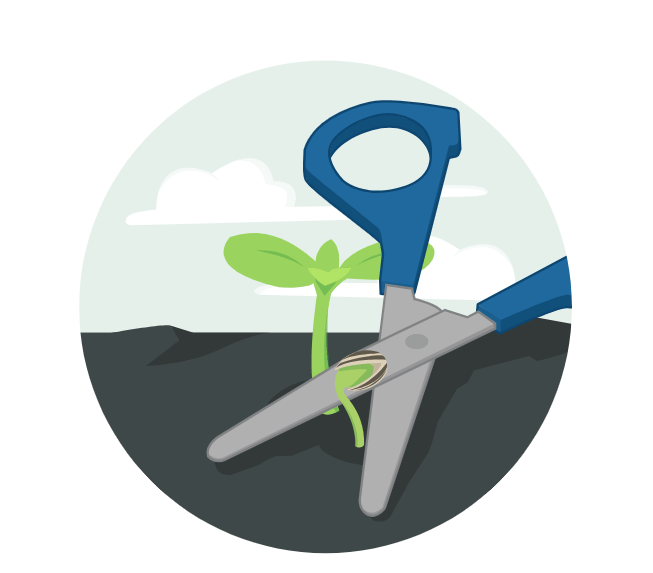 Zaailingen Makkelijke Moestuin zonnebloem uitdunnen