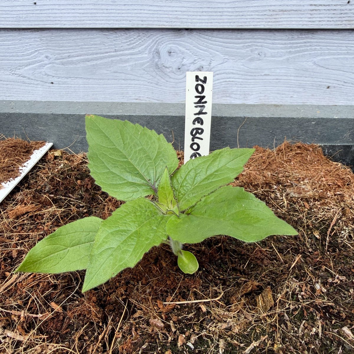 Eerste knop van de Makkelijke Moestuinzonnebloem