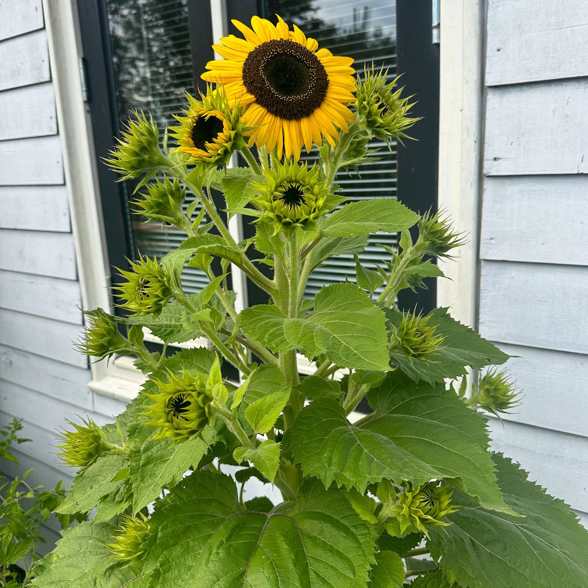 Bloeiende Mini zonnebloem met vertakte stengels