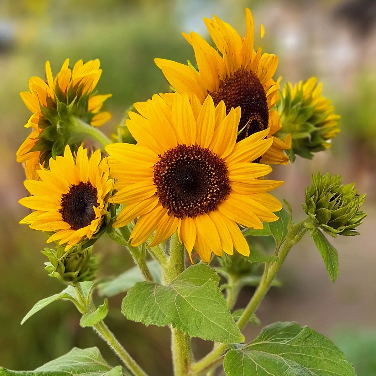 Lage Mini zonnebloem met meerdere bloemen