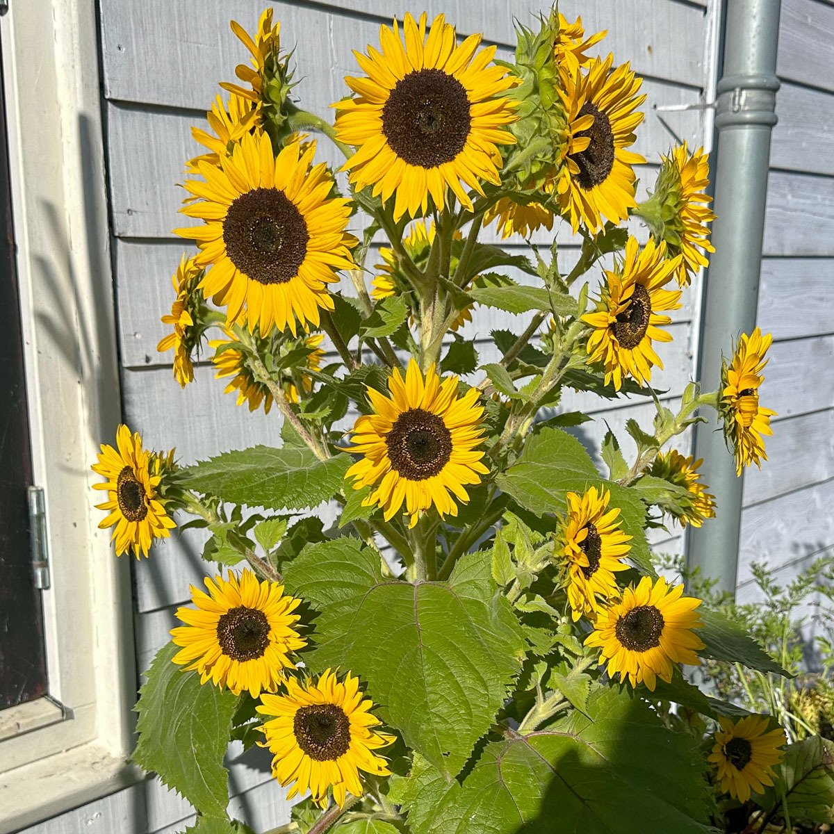 Mini zonnebloem in bloei