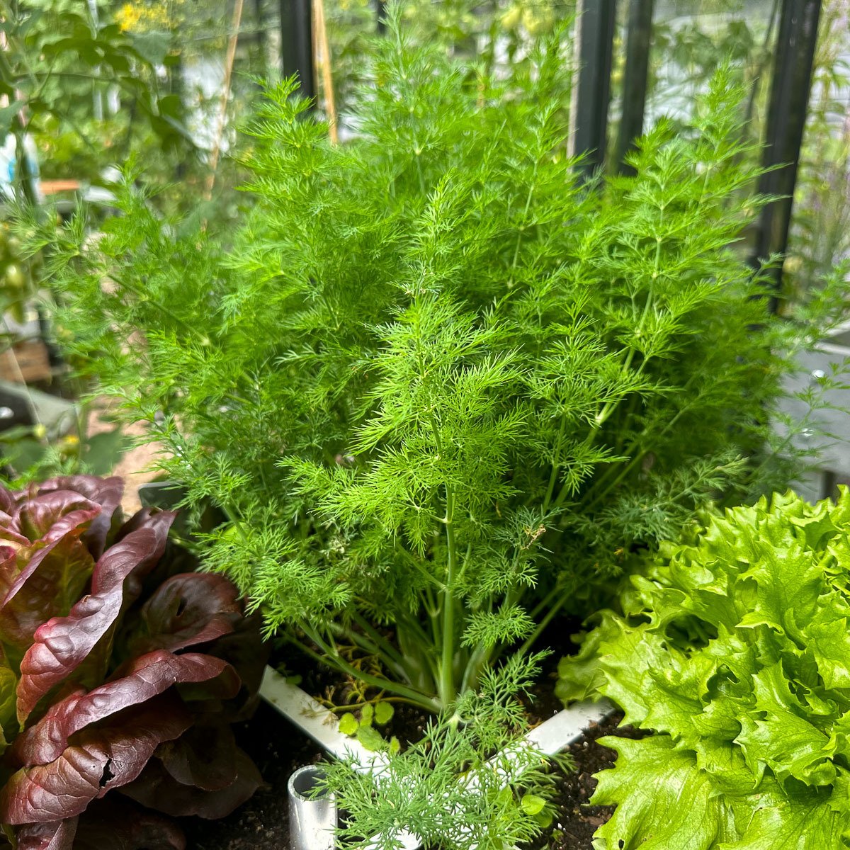 Compact dill with delicate, aromatic leaves