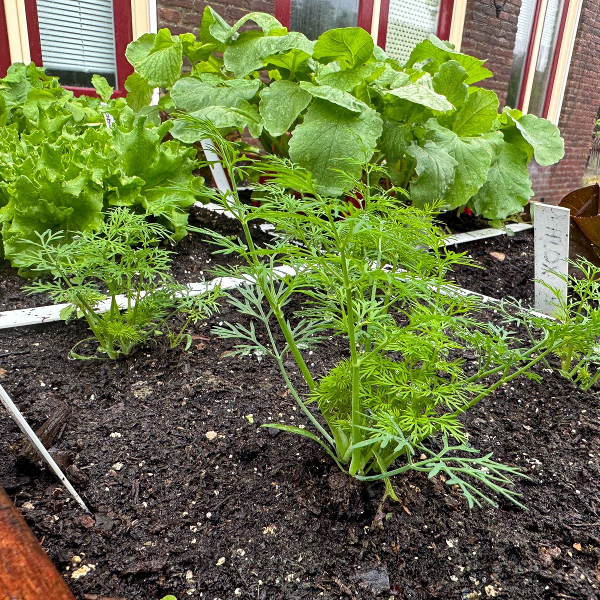 Kleine dille-plantjes in dden Makkelijke Moestuinbak