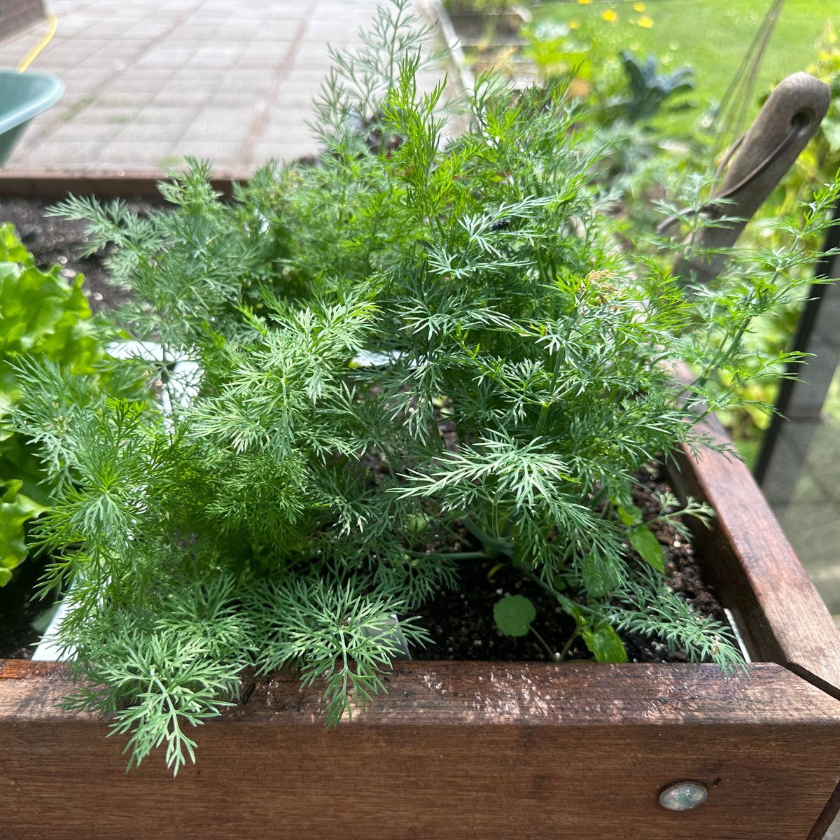 Middelgrote dilleplantjes: klaar om van te oogsten