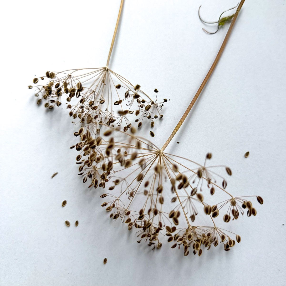 Uitgebloeide dillebloemen met rijpe zaden