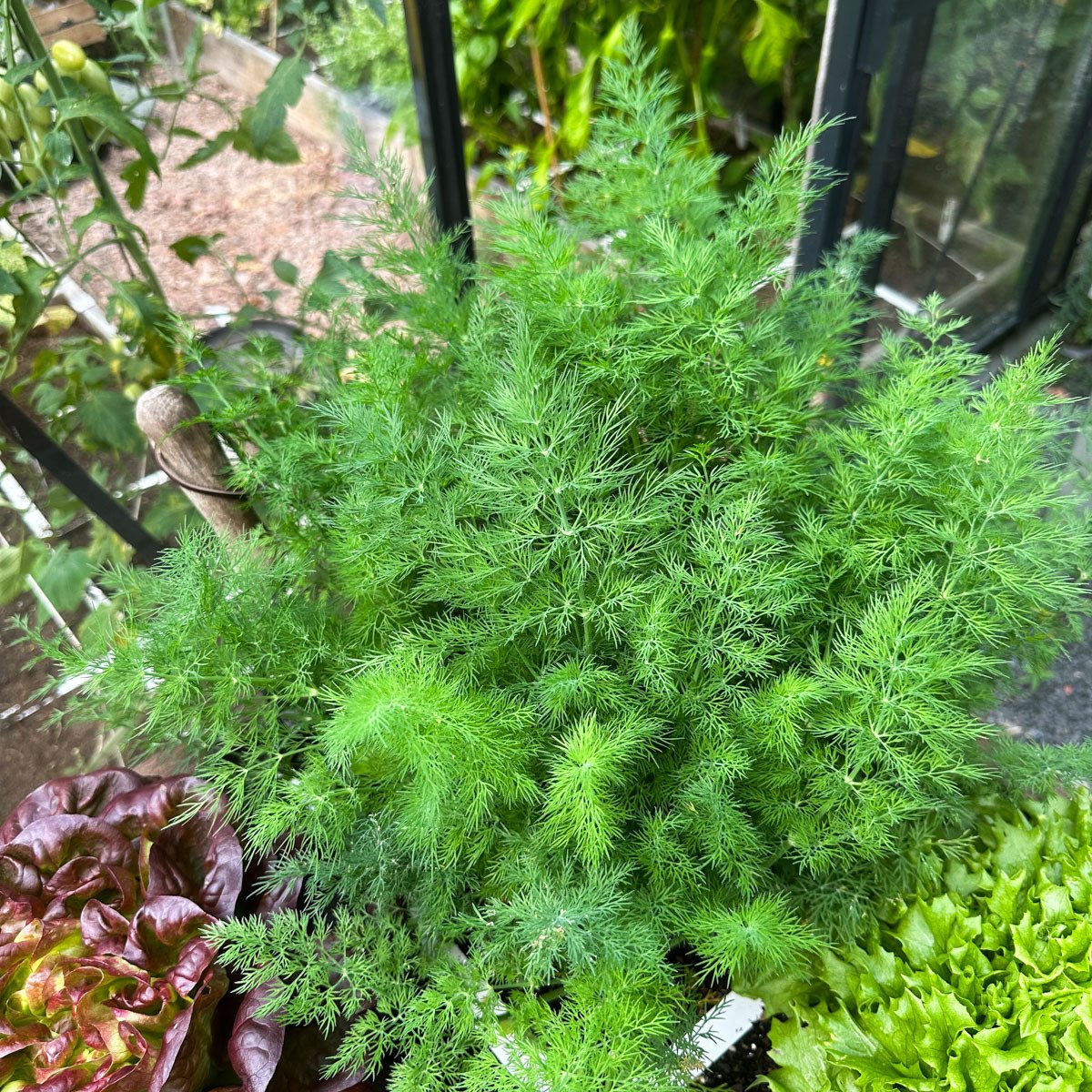 Volwassen dille-planten