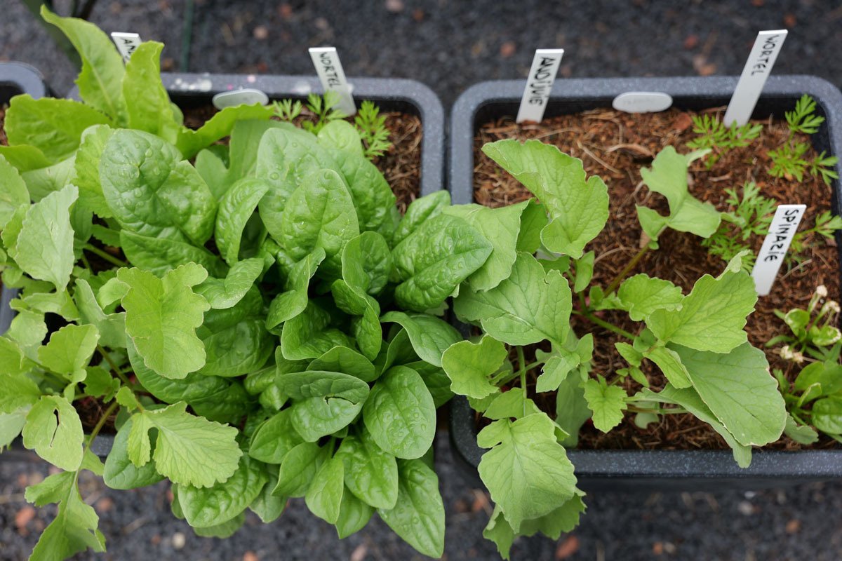 Links: kokosmix mét wormencompost, rechts zonder