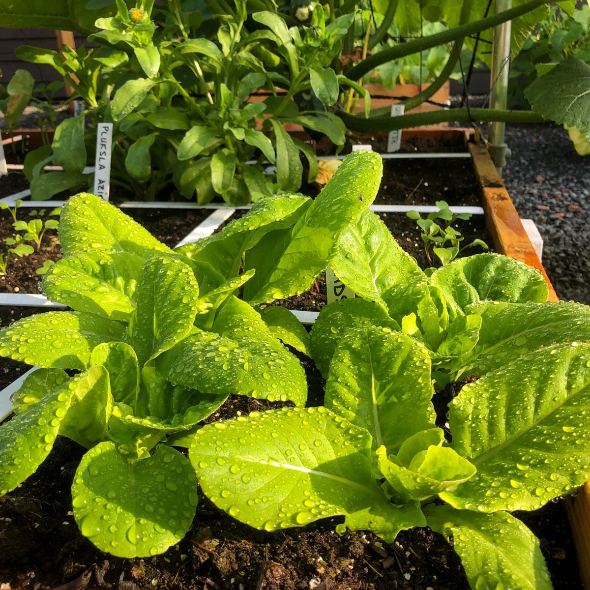 Opgroeiende bindsla in een Makkelijke Moestuinbak
