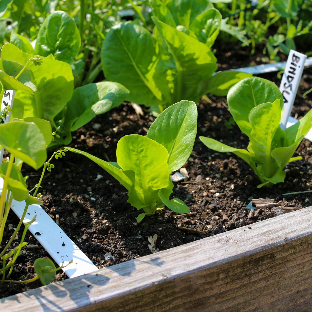 Opgroeiende bindsla plantjes in de Makkelijke Moestuin