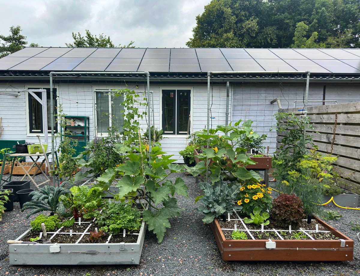 Begin augustus in de kantoortuin van de Makkelijke Moestuin