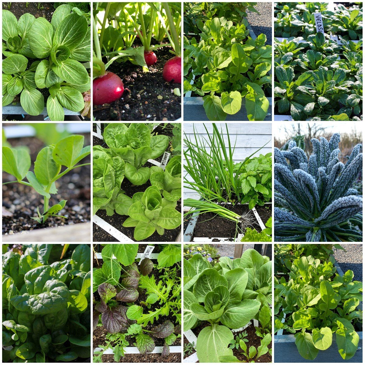 De soorten in het Zadenpakket Najaar van de Makkelijke Moestuin