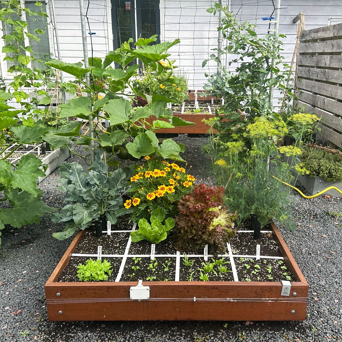 Eind juli: opschonen van de Makkelijke Moestuinbakken