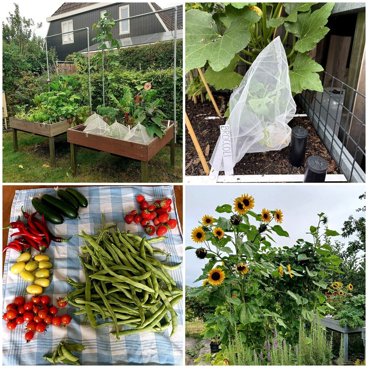 Foto's uit de community van de Makkelijke Moestuin: begin augustus
