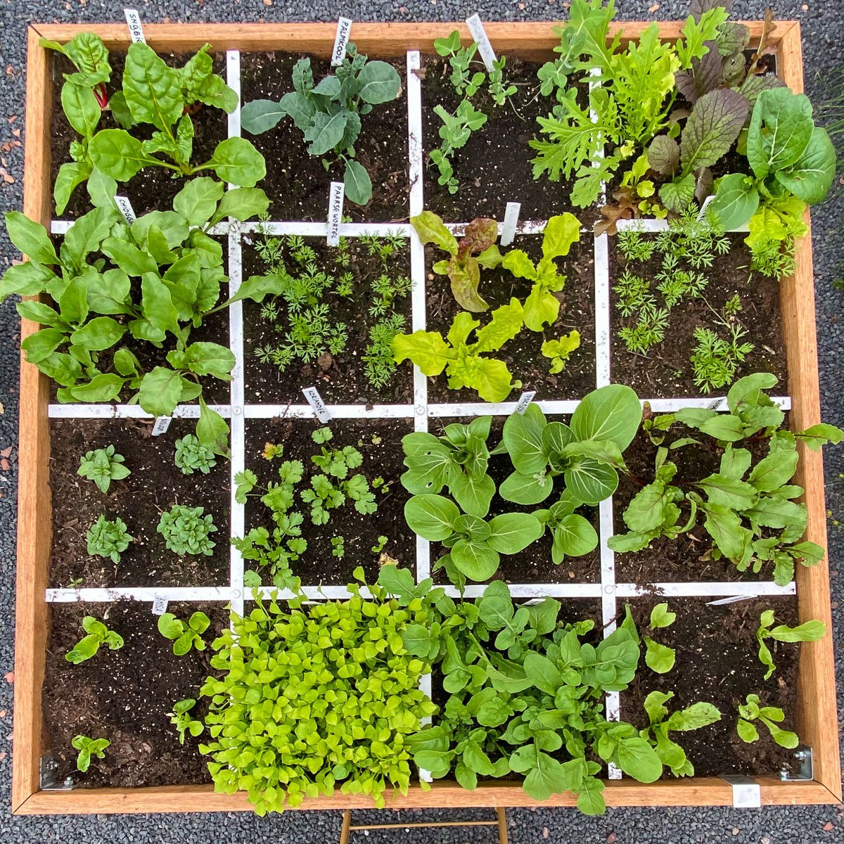 Veel verschillende plantenfamilies in één moestuinbak