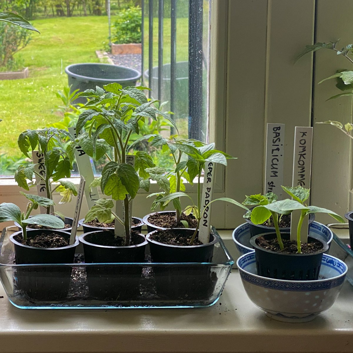 Voorzaaien in de Makkelijke Moestuin