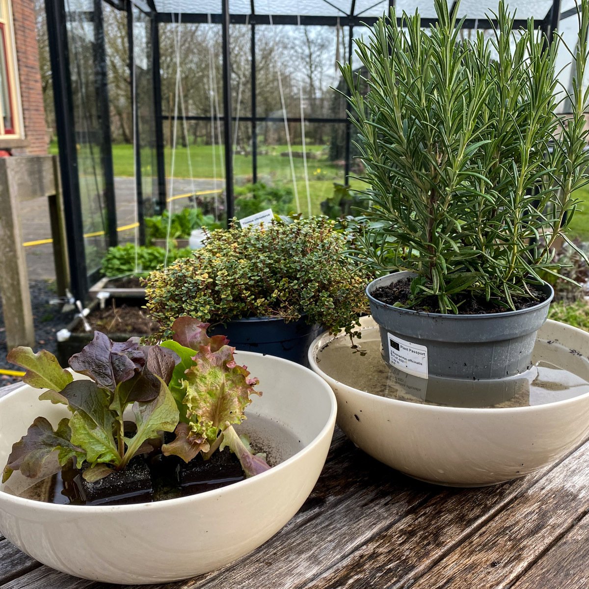 Plantjes uit het tuincentrum