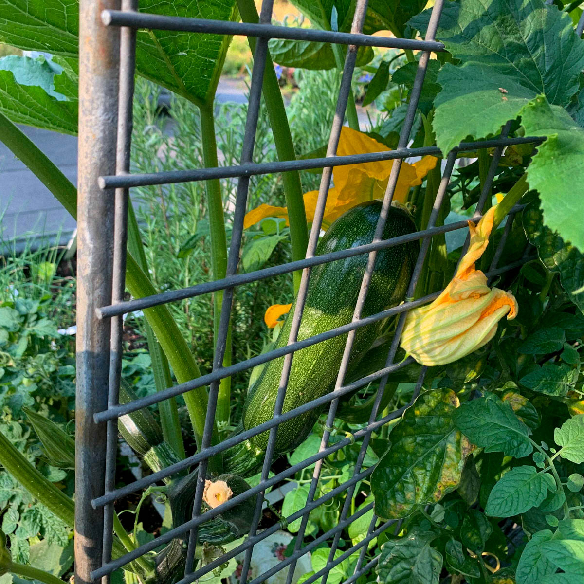 A climbing courgette growing beside a trellis