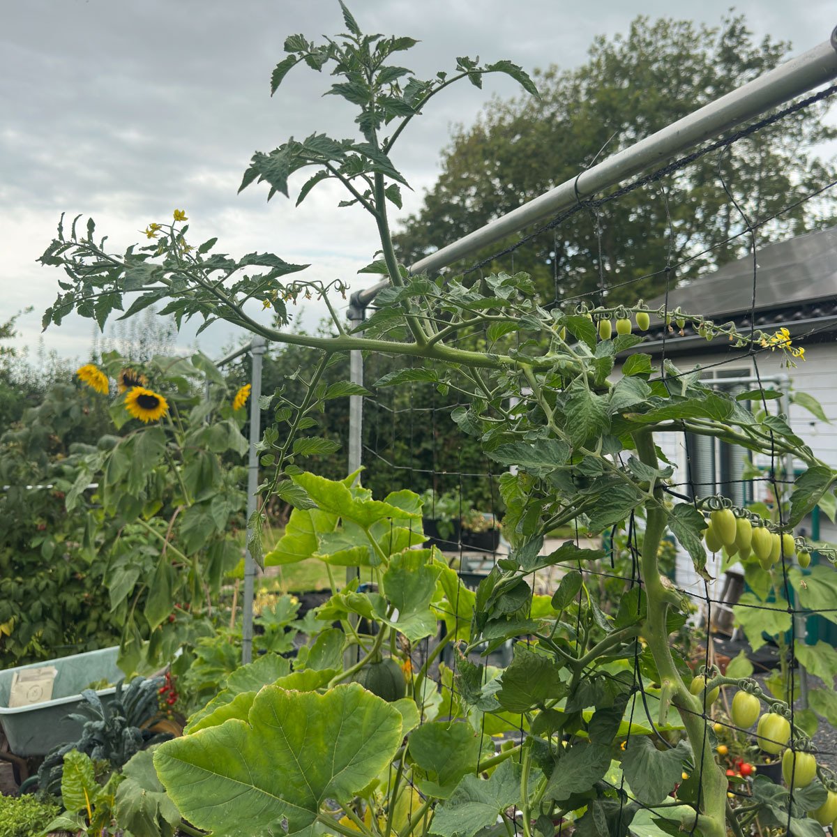 Bloemen aan een tomatenplant eind augustus