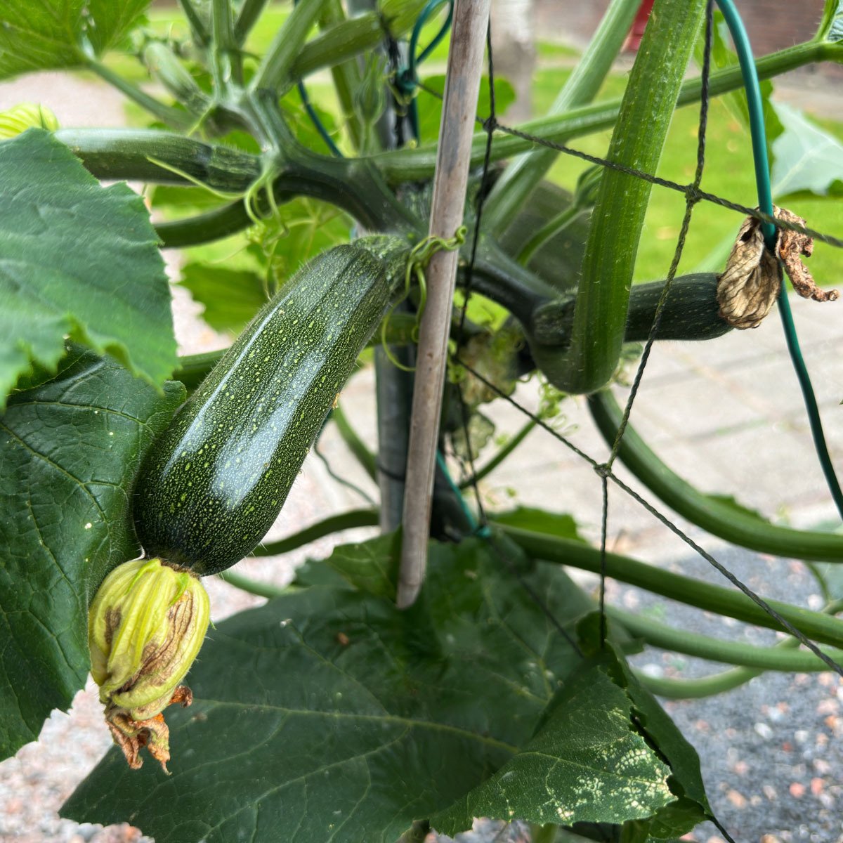 Uitgebloeide bloem op een klimcourgette